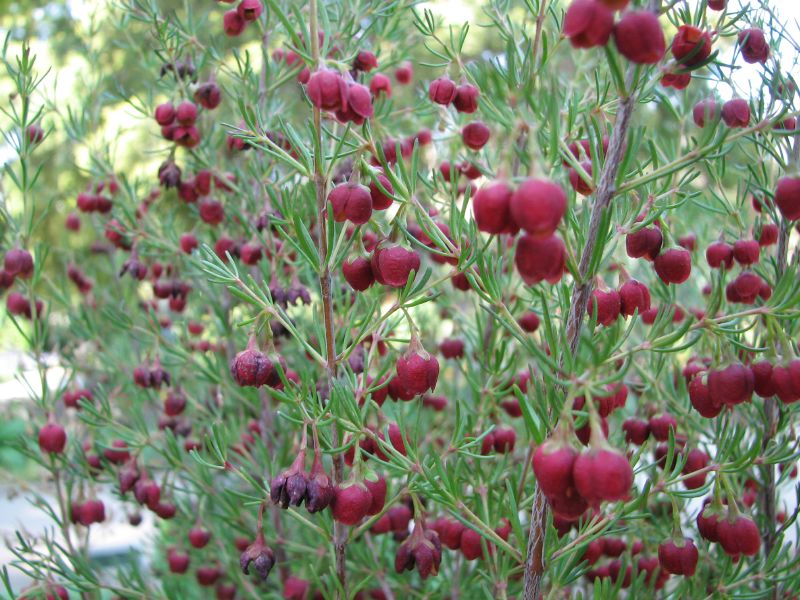 boronia